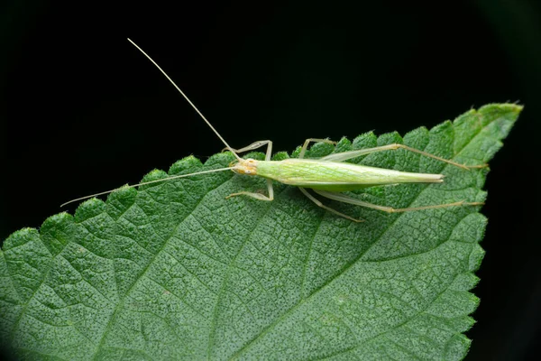 Snowy Tree Cricket Oecanthus Fultoni Satara Maharashtra India — стокове фото