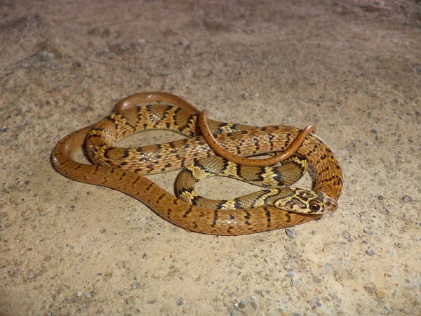 Slender Racer Platyceps Gracilis Satara Maharashtra Índia — Fotografia de Stock