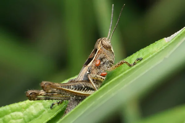 Grasshopper Parasitic Mite Satara Maharashtra Ινδία — Φωτογραφία Αρχείου