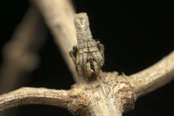 Orb Weaver Spider Poltys Illepidus Satara Maharashtra India — 图库照片
