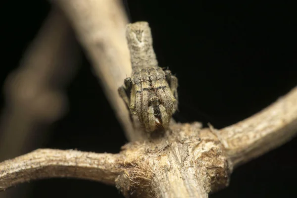 Orb Weaver Pók Poltys Illepidus Satara Maharashtra India — Stock Fotó