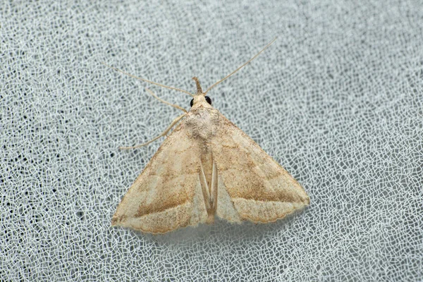 Teigne Soie Adelowalkeria Tristygma Satara Maharashtra Inde — Photo