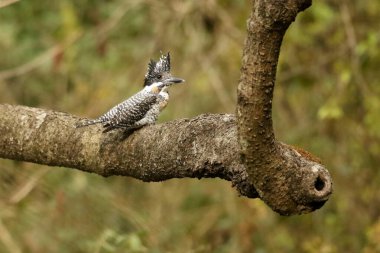 Armalı Kingfisher, Megaceryle Lugubris, Sattal, Uttarakhand, Hindistan