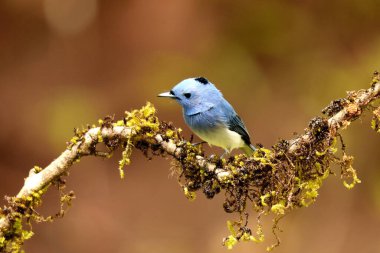 Erkek Black Naped Monarch Sinek Avcısı, Hypothymis Azurea, Ganeshgudi, Karnataka, Hindistan