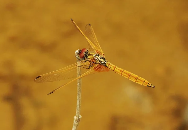 Female Crimson Marsh Glider Trithemis Aurora Someshwara Wildlife Sanctuary Karnataka — 스톡 사진