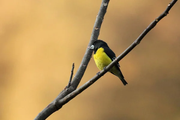 Spot Winged Grossgaga Mycerobas Melanozanthos Mandal Uttarakhand Hindistan — Stok fotoğraf