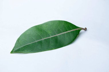 Shyamlata ağacı, Cryptolepis buchananii, Kimyasal Bileşenler - metoxy salisilik aldehit, Satara, Maharashtra, Hindistan