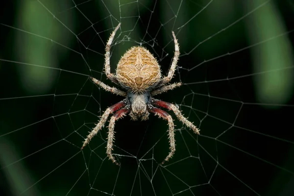 Gefleckte Spinne Auf Netz Neoscona Arten Satara Maharashtra Indien — Stockfoto