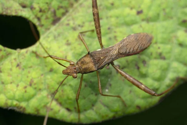 Hosszú Láb Büdös Bogár Satara Maharashtra India Hemiptera Rendhez Tartozó — Stock Fotó