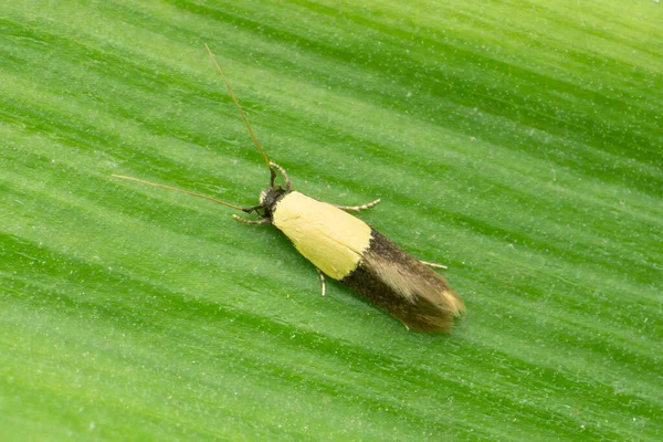 Плямистий Метелик Піралоїдний Метелик Родини Pyralidae Plodia Interpunctella Satara Maharashtra — стокове фото