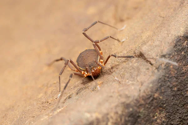 Harvestman Spider Hadrobunus Grandis Bhimashankar Maharashtra India —  Fotos de Stock