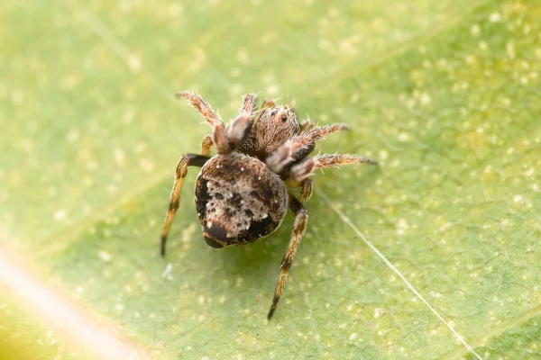 印度马哈拉施特拉邦萨塔拉 Eriovixia Excelsa Tiny Orb Weaver Spider Leaf的顶部视图 — 图库照片