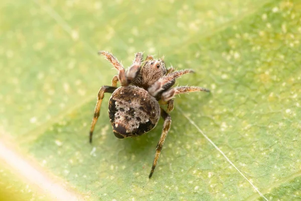 Draufsicht Auf Winzige Spinne Auf Blatt Eriovixia Excelsa Satara Maharashtra — Stockfoto