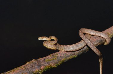 Yatak odaları Kedi Yılanı, Boiga Beddomei, Amboli Maharashtra, Hindistan 