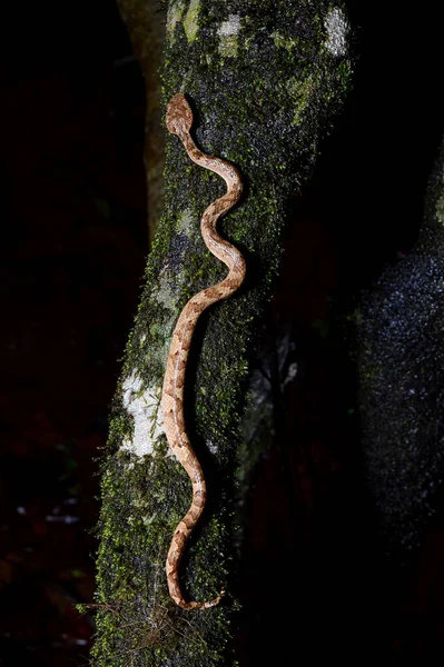 Morfo Castanho Víbora Poço Malabar Craspedocephalus Malabaricus Amboli Maharashtra Índia — Fotografia de Stock