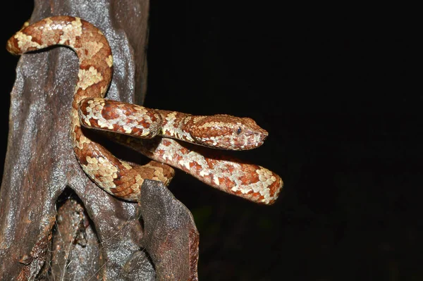 Brown Morph Malabar Pit Viper Craspedocephalus Malabaricus Amboli Maharashtra India — 스톡 사진