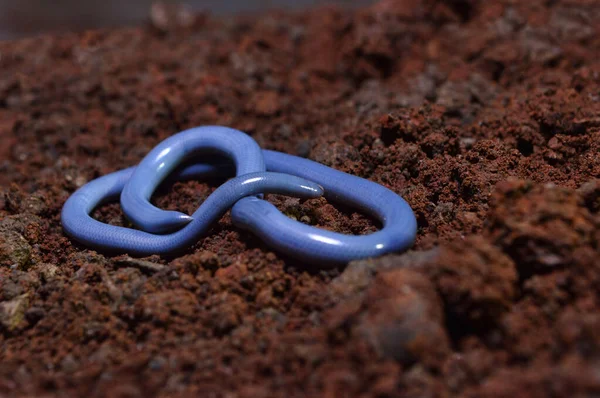 Indotyphlops braminus, yaygın olarak Brahminy kör yılan olarak bilinir, Satara, Maharashtra, Hindistan