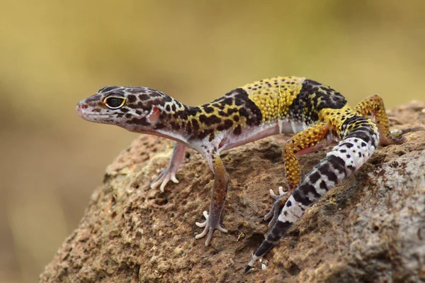 Индийский Леопардовый Геккон Eublepharis Fuscus Baramati Maharashtra India — стоковое фото