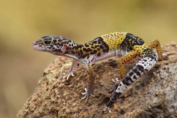 Индийский леопардовый геккон, Eublepharis fuscus, Baramati, Maharashtra, India 