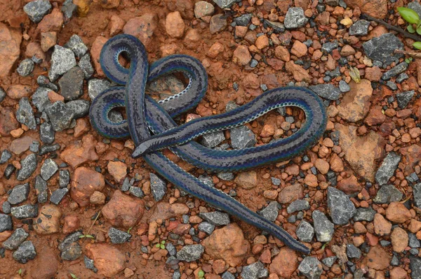 Khairs Schwarzer Schildschwanz Melanophidium Khairei Amboli Maharashtra Indien Endemisch Für — Stockfoto