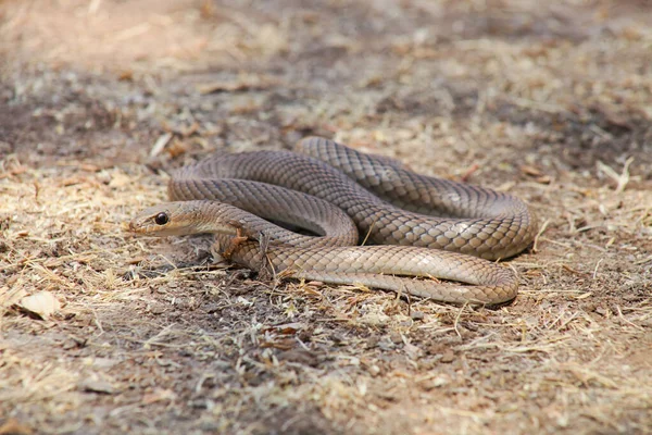 Psammophis Longifrons Stout Sand Snake Long Sand Racer Nashik Maharashtra — Stock Photo, Image