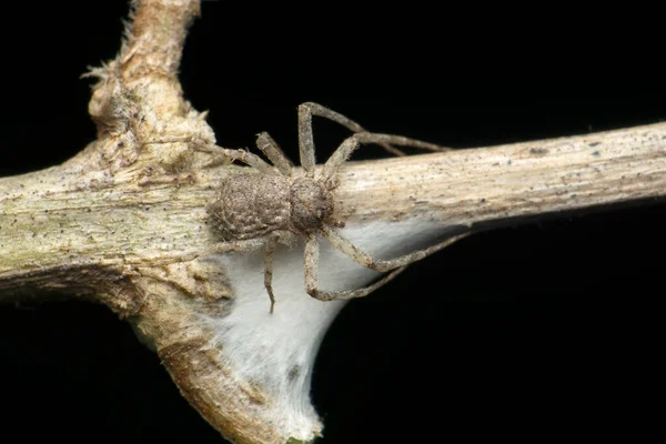 Ragno Granchio Grigio Specie Thomisus Satara Maharashtra India Circa 150 — Foto Stock