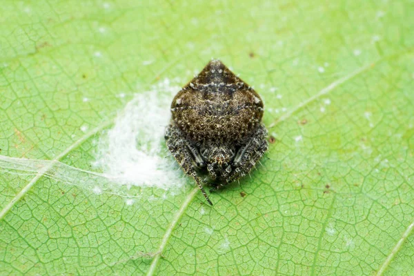 Orb Weaver Spider Eriovxia種 Satara Maharashtra インド — ストック写真