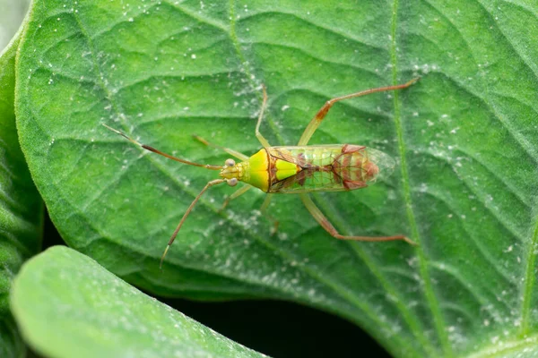 Yeşil Böcek Yeşil Asker Böceği Pentatomidae Satara Maharashtra Hindistan — Stok fotoğraf