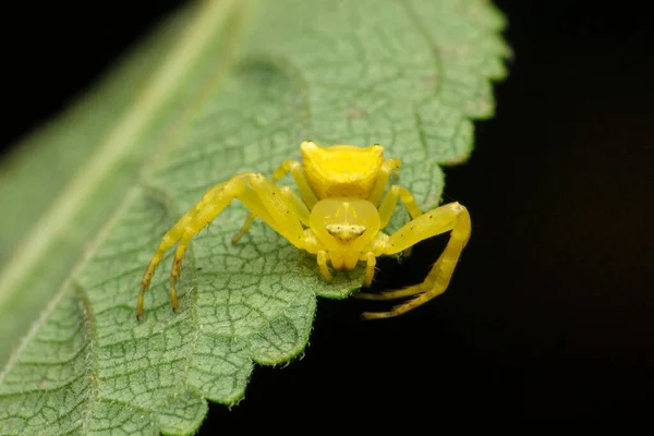 Sarı Yengeç Örümceği Misumena Vatia Satara Maharashtra Hindistan — Stok fotoğraf