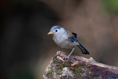 Mavi kanatlı Minla, Actinodura siyanouroptera, Sattal, Uttarakhand, Hindistan