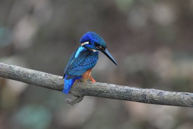 Ağaç dalında mavi kulaklı balıkçı, Alcedo meninting, Sindhudurg, Maharashtra, Hindistan