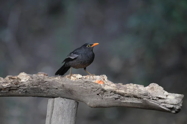 印度Sattal Uttarakhand Turdus Boulboul 灰翅黑鸟 — 图库照片
