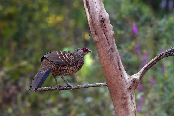 Kalij Pheasant Female Lophura Leucomelanos Sattal Uttarakhand India — Stock Photo, Image