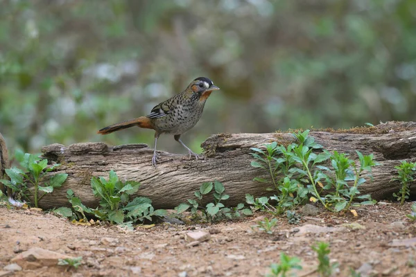 Rotkinn Lachsdrossel Ianthocincla Rufogularis Sattal Uttarakhand Indien — Stockfoto