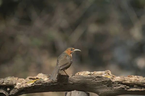 Babbler Cimitarra Mejillas Oxidadas Erythrogenys Erythrogenys Sattal Uttarakhand India — Foto de Stock