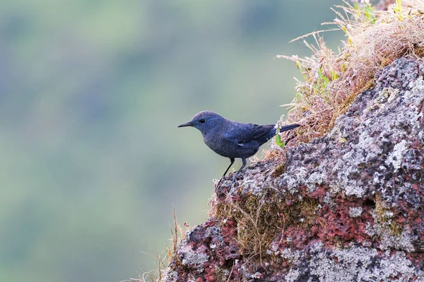 Zorzal Roca Azul Monticola Solitarius Kolhapur Maharashtra India —  Fotos de Stock