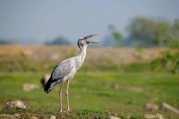 Asian Openbill Asian Openbill Stork Anastomus Oscitans Bhigwan Pune Maharashtra — Stock Photo, Image