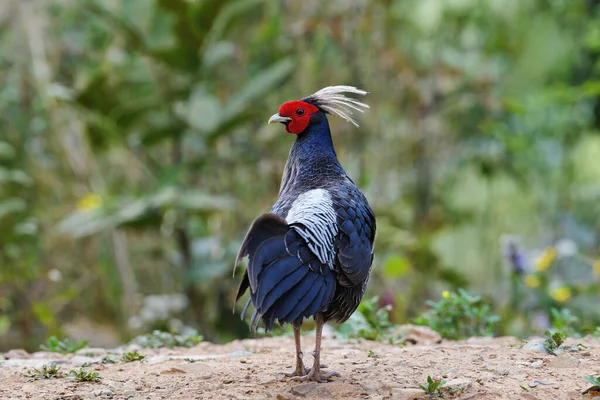 Kalij Bažant Lophura Leucomelanos Sattal Uttarakhand Indie — Stock fotografie