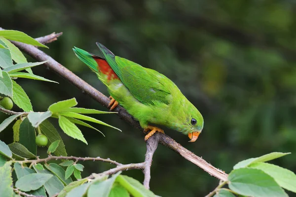 印度马哈拉施特拉邦Kolhapur Loriculus Vernalis Vernal Hanging Parrot — 图库照片