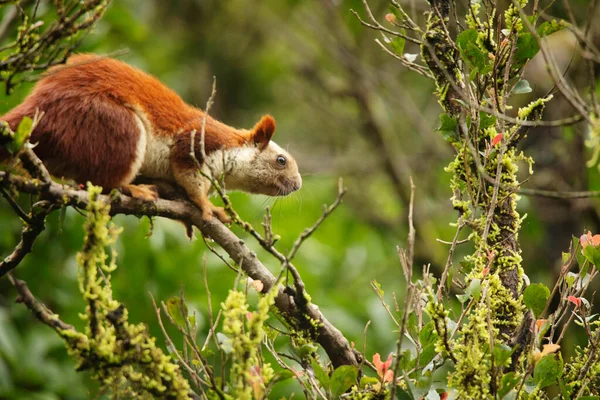 Bhimashankar Giant Squirrel Ratufa Indica Bhimashankarus Bhimashankar Maharashtra India — Stock Photo, Image