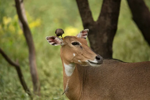 Blue Bull Fena Ptákem Uchu Boselaphus Tragocamelus Jhalana Rajasthan Indie — Stock fotografie