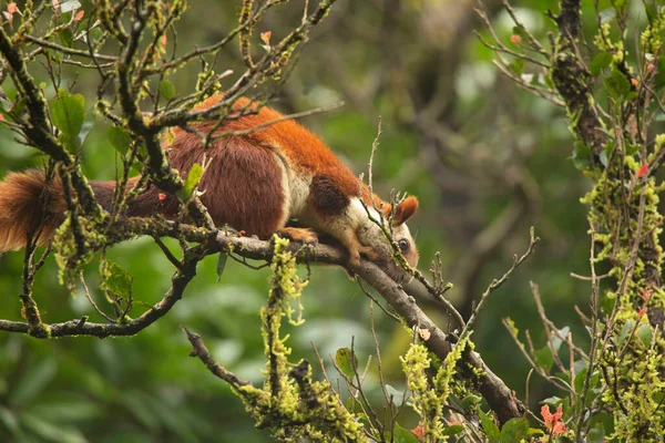 Bhimashankar Giant Squirrel Tree Ratufa Indica Bhimashankarus Bhimashankar Maharashtra India — Stock Photo, Image