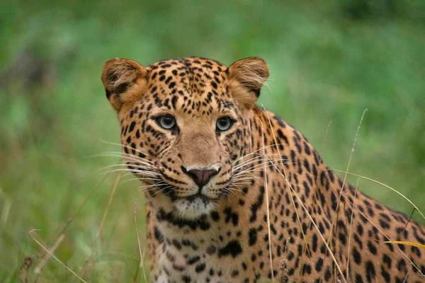 Индийский Леопард Крупным Планом Портрет Лица Panthera Pardus Fusca Джалана — стоковое фото