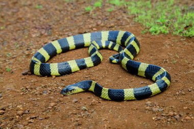 Çamura bantlanmış Krait, Bungarus fasciatus, Amravati, Maharashtra, Hindistan 