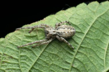 Hint sosyal örümceği, Stegodyphus dumicola, Batı ghat Hindistan