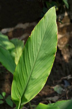 Hint yaprağı, canna indica biyolojik olarak çözünebilir plastik, Satara, Maharashtra, Hindistan