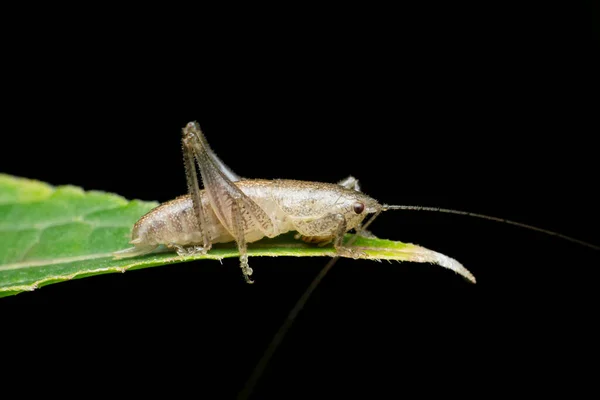 Graue Katydid Cricket Insekt Auf Blatt Stridulation Arten Satara Maharashtra — Stockfoto