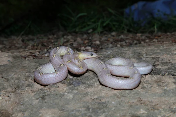 Albino Common Wolf Snake Lycodon Capucinus Satara Maharashtra India — Stock Photo, Image