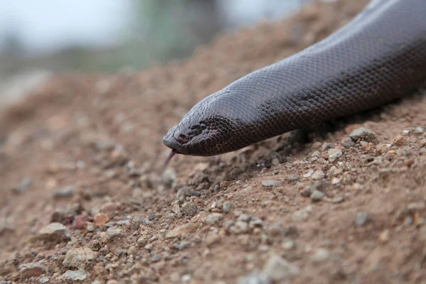 Cabeça Cobra Areia Indiana Eryx Johnii Satara Maharashtra Índia — Fotografia de Stock
