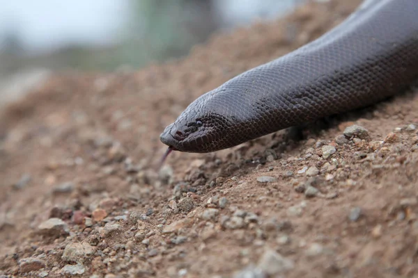 Kopf Der Indischen Sandschlange Eryx Johnii Satara Maharashtra Indien — Stockfoto